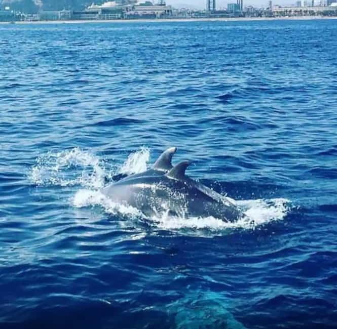 Barcelona: Sailing tours with open bar and snacks - Key Points