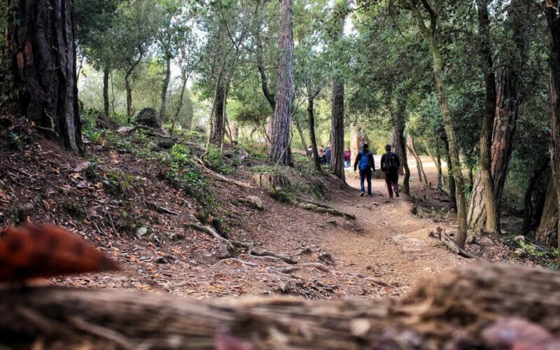 Barcelona Secret Forest: Nature Hike & Best Views - The 1.5-Hour Walk Through Collserola Natural Park