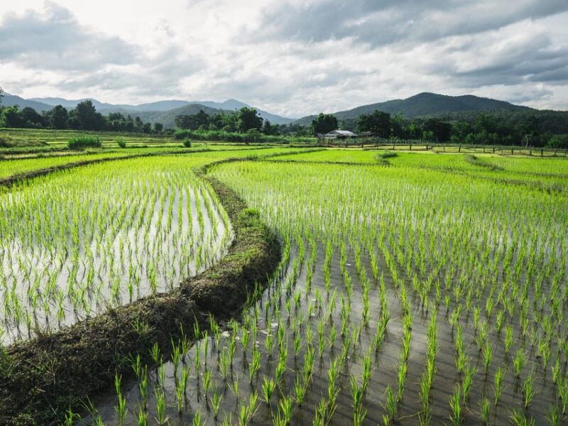 Barcelona: Tour: Mussels, Rice Plantation and Paella - Logistics and Practical Details