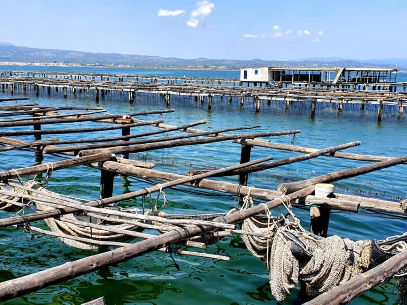 Barcelona: Tuna Baths in the Ebro Delta Route and Olive Tree Tour - A Unique Marine and Cultural Tour in Catalonia: Tuna Baths and Olive Trees