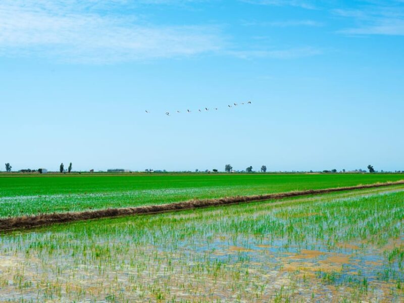 Barcelona: Tuna Baths in the Ebro Delta Route and Olive Tree Tour - Key Points