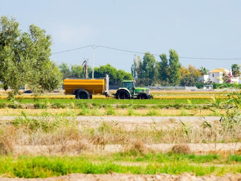 Barcelona: Tuna Baths in the Ebro Delta Route and Olive Tree Tour - Snorkeling with Bluefin Tuna: A Highlight of the Tour