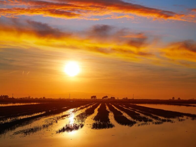 Barcelona: Tuna Baths in the Ebro Delta Route and Olive Tree Tour - Exploring Ulldecona’s Olive Trees and the Arión Museum