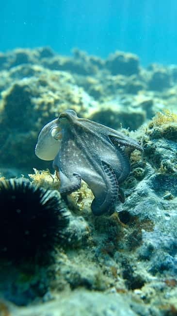 Barcelona Wild Experience: Kayak & Snorkel in Costa Brava - The Tour Starts in Barcelona with Convenient Transportation