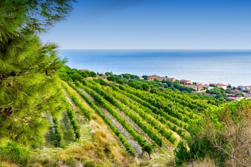 Barcelona Wine Tasting Private Tour with Wine Expert - Key Points