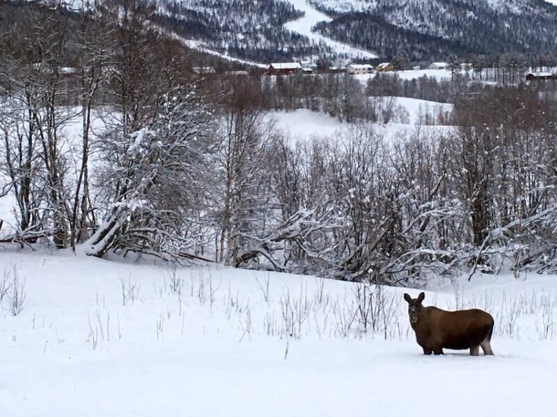 Bardufoss: Wild Moose Safari with Lunch - Discover the Bardufoss Regions Moose Population