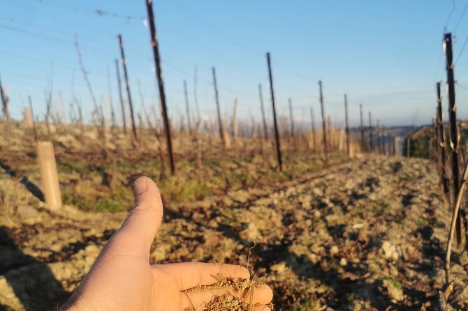 Barolo&Barbaresco wine tour with a local winemaker from Alba - Meeting Point and Group Size