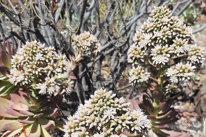 Barranco de las Vacas, caves & village by 2 native guides - Who Will Appreciate This Tour Most?