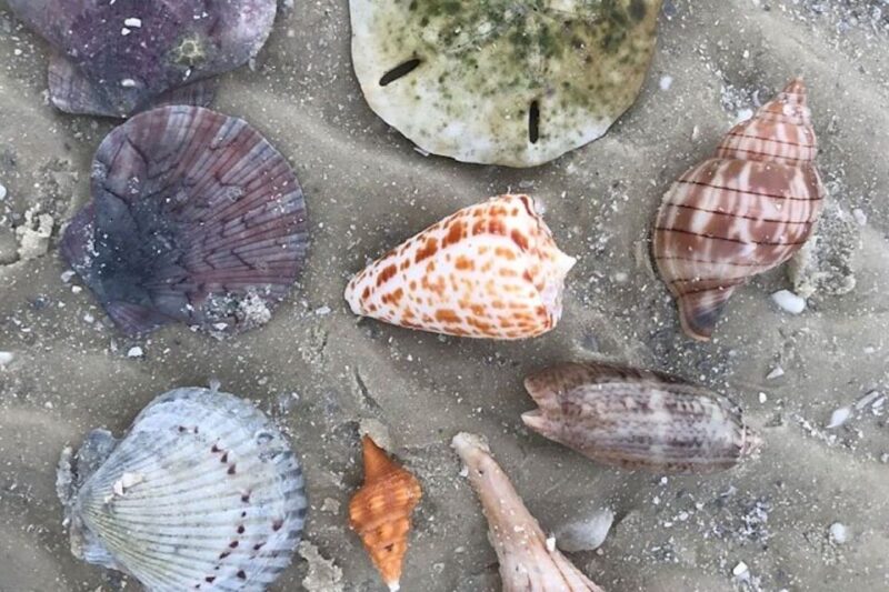 Barrier Island Shelling Tour - Explore Florida’s Barrier Islands with a Guided Shelling Experience