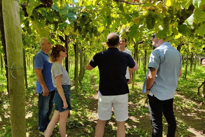 BASQUE CHEESE and TXAKOLI WINE - Private Gastronomic Adventure - Scenic Drive Along the Basque Coast Back to San Sebastián