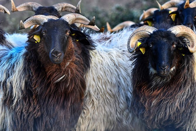 Basque Country Food Tour - Espelette: The Village of Red Peppers and Culinary Trends