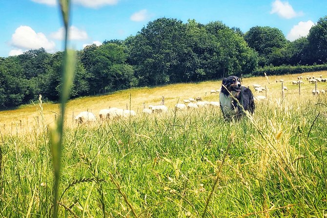 Basque Country Food Tour - Itxassou and Ossau Iraty: Farm-to-Table Cheese Experience