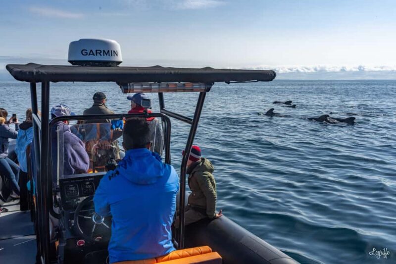 Basque Country : Whale and Dolphin Watching Boat Tours - Discover the Marine Wonders of the Basque Country on a Whale and Dolphin Watching Boat Tour