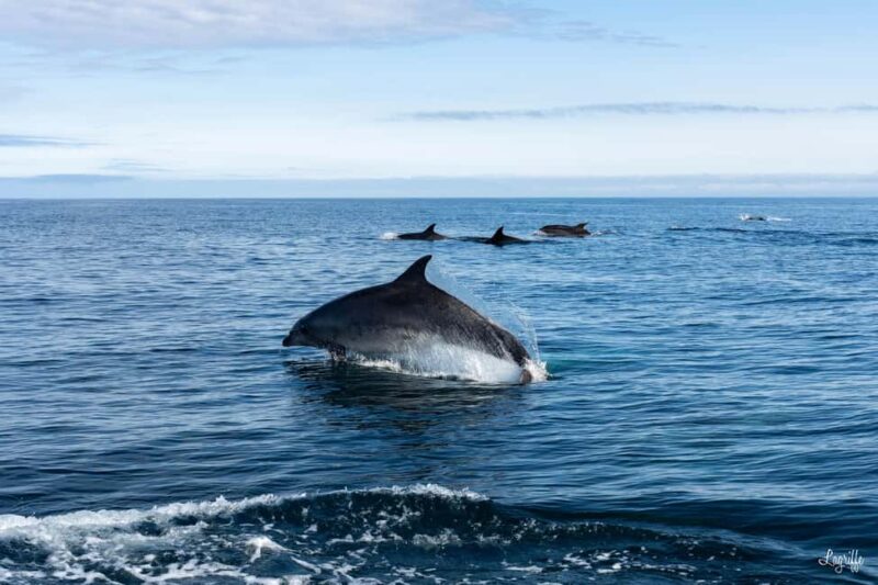 Basque Country : Whale and Dolphin Watching Boat Tours - Key Points