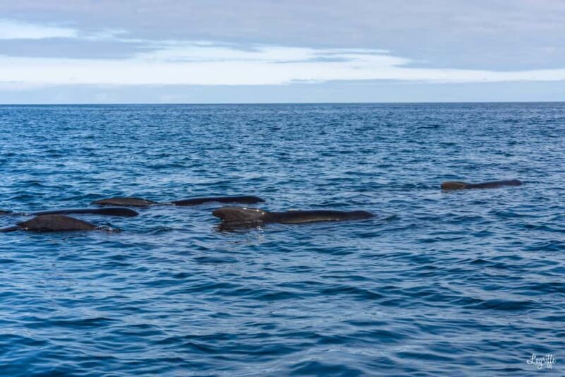 Basque Country : Whale and Dolphin Watching Boat Tours - The Exciting 45-Minute Speedboat Trip to the Marine Observation Zone