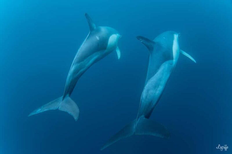 Basque Country : Whale and Dolphin Watching Boat Tours - Marine Life Watching Near Gouf de Capbreton