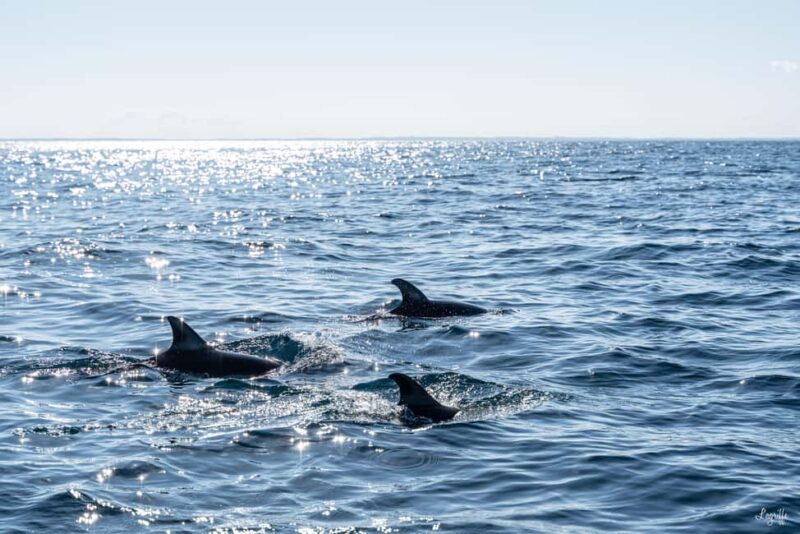 Basque Country : Whale and Dolphin Watching Boat Tours - The 3.5-Hour Observation and Marine Life Viewing