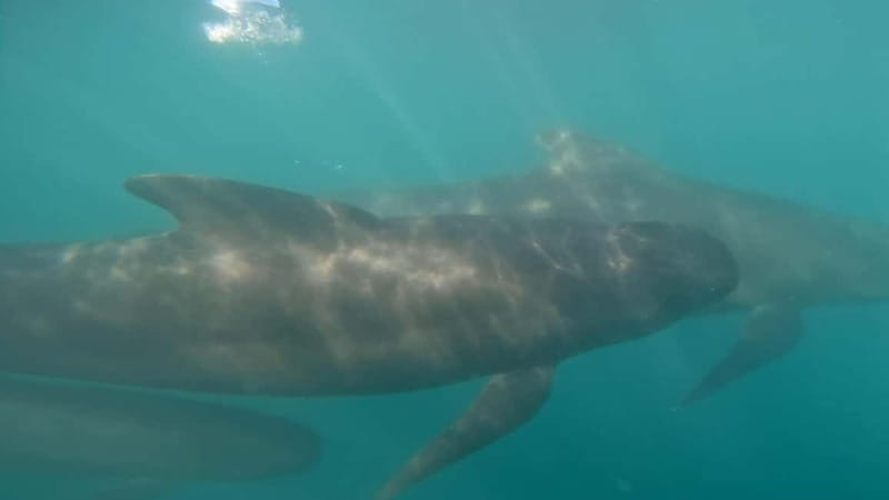 Basque Country : Whale and Dolphin Watching Boat Tours - Respectful Approach to Marine Animals