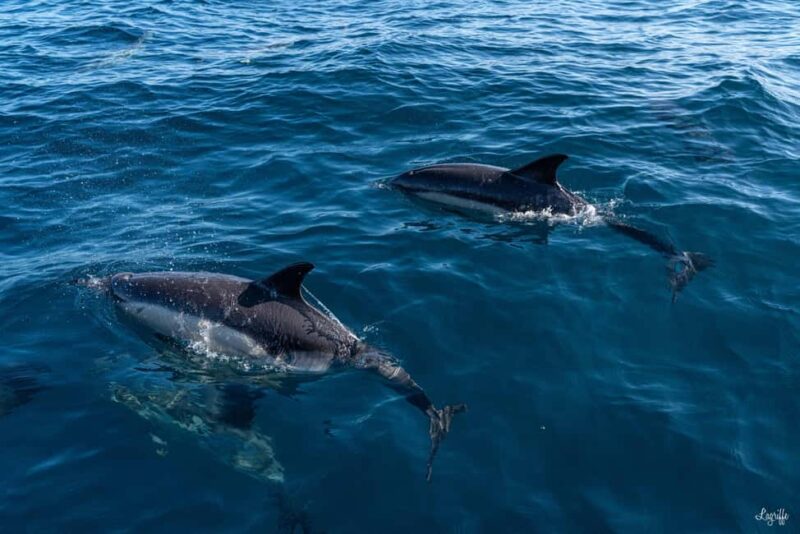 Basque Country : Whale and Dolphin Watching Boat Tours - Return Journey and Practical Details