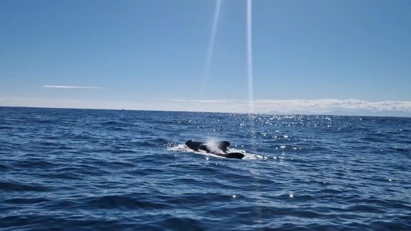 Basque Country : Whale and Dolphin Watching Boat Tours - The Guide and Safety Tips