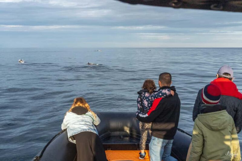 Basque Country : Whale and Dolphin Watching Boat Tours - Practical Information for Booking and Participation