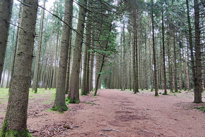 Bastogne & the Battle of the Bulge - 1 Day Tour from Brussels - Exploring Bastognes Military History