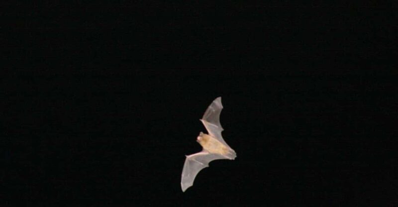 Bat Watching Madeira - Key Points