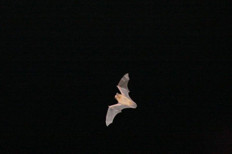 Bat Watching Madeira - What Makes the Bat Detectors and Thermal Sensors Special