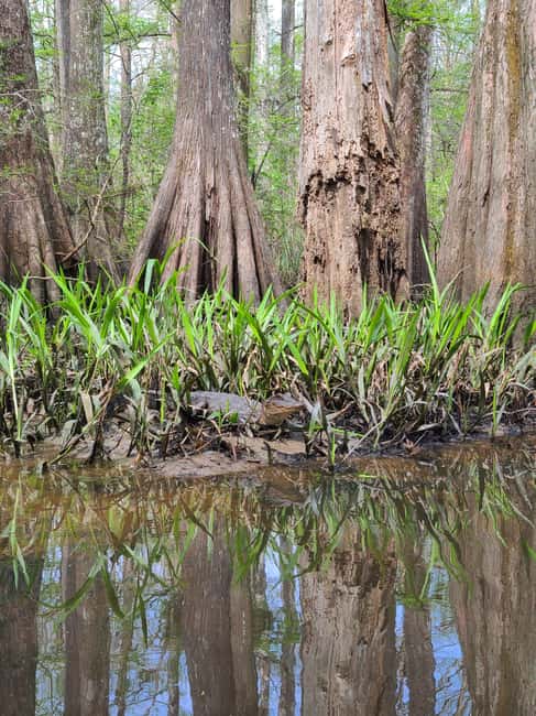 Baton Rouge: Kayak Tour Through the Historic Atchafalaya - Discover the Charm of the Atchafalaya Basin by Kayak