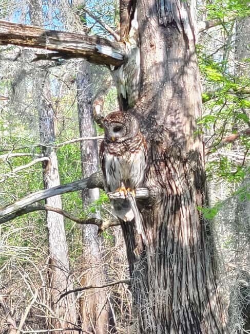 Baton Rouge: Kayak Tour Through the Historic Atchafalaya - Learning About Louisiana’s Unique Landscapes