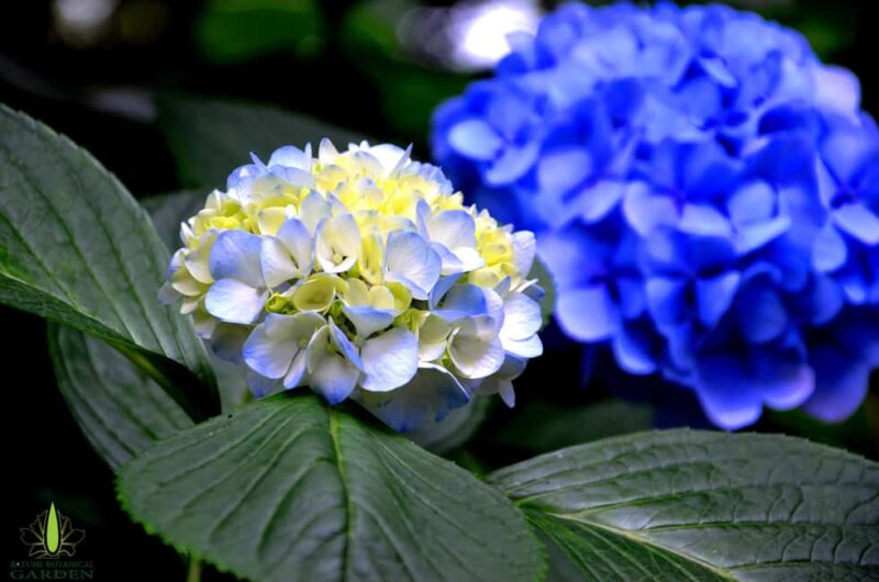 Batumi City - Botanical Garden - Petra Fortress from Kutaisi - Transportation and Pacing Throughout the Day