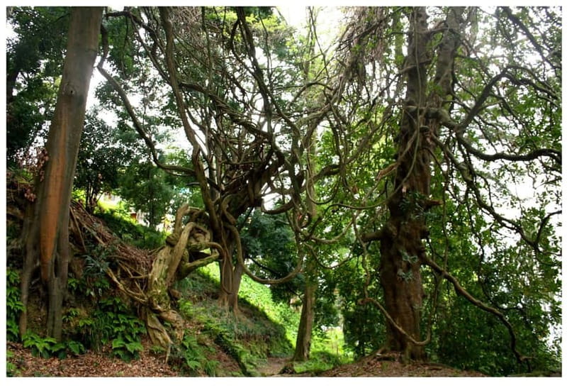 Batumi: Exploring Botanical Garden + Family Wine Tasting - Frequently Asked Questions