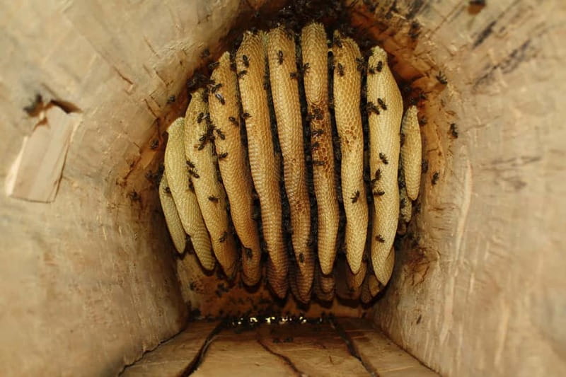 Batumi: Sweet Excursion and Mtirala Forest - Visiting Traditional Beekeeping Sites and Historical Hives