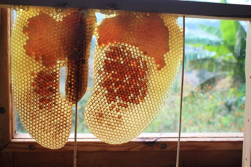 Batumi: Sweet Excursion and Mtirala Forest - Optional Lunch at a Georgian Family Home