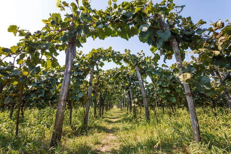 Batumi to Kutaisi, Wine & Dine - Visiting Kutaisi’s Iconic Landmarks: Opera House, "Mon Plasir," and the Golden Marquee Palace