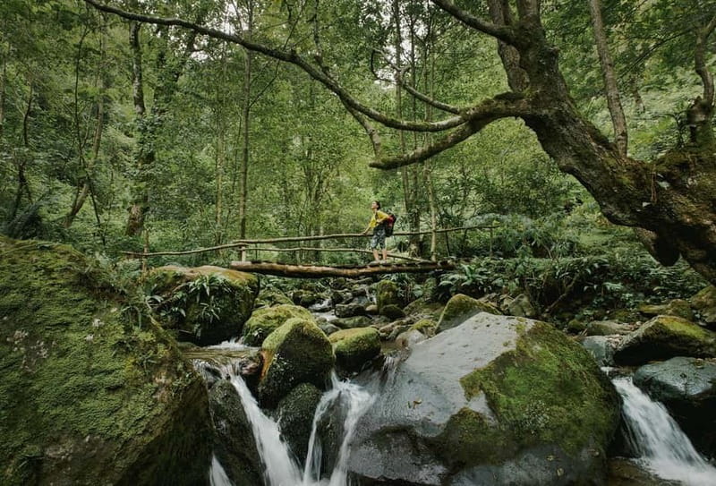 Batumi to Mtirala National park - Half day hiking group tour - Key Points