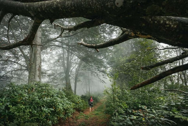 Batumi to Mtirala National park - Half day hiking group tour - Final Thoughts on the Batumi to Mtirala National Park Half-Day Tour