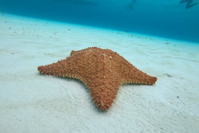 Bavarian Fiesta Snorkel Activity in Glass Bottom Boat at San Miguel de Cozumel - The Convenience of Combining Snacks, Drinks, and German Beer