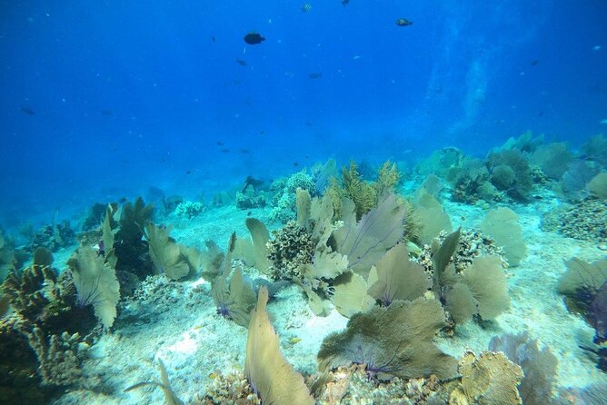 Bavarian Fiesta Snorkel Activity in Glass Bottom Boat at San Miguel de Cozumel - The Boat and Crew: Intimate and Professional