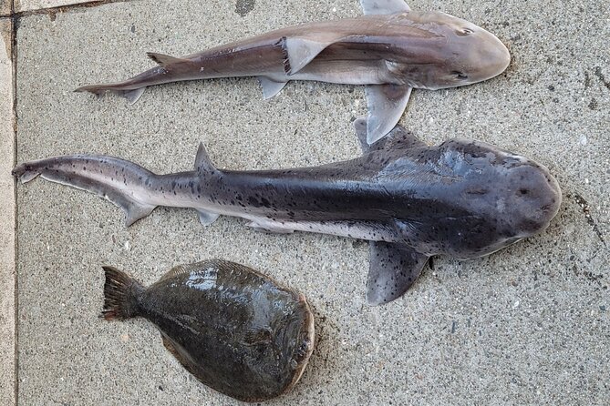 Bay Area Pier Fishing: Sturgeon, Sharks, and Stingray Hunt - Key Points