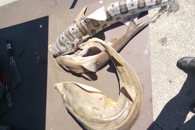 Bay Area Pier Fishing: Sturgeon, Sharks, and Stingray Hunt - Building and Inspecting Terminal Tackle for Heavy Fish