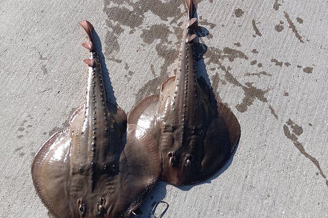 Bay Area Pier Fishing: Sturgeon, Sharks, and Stingray Hunt - Pricing and Cancellation Policy