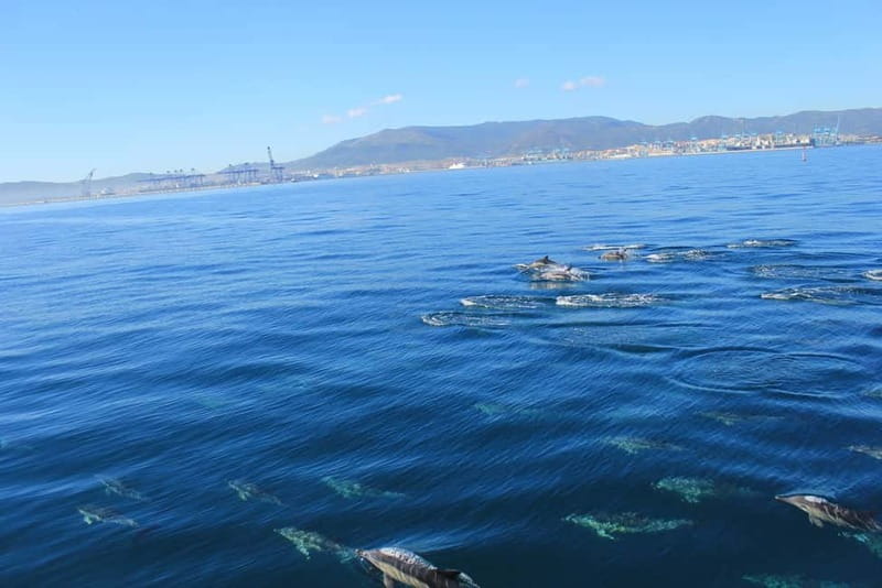 Bay of Gibraltar: Dolphin Cruise - Discover Gibraltar’s Dolphin Paradise with a 75-Minute Cruise