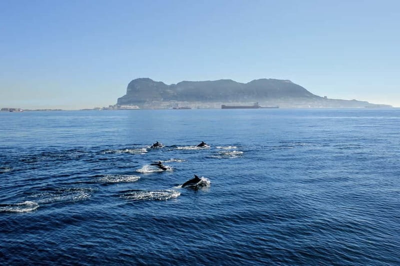 Bay of Gibraltar: Dolphin Cruise - What Makes Gibraltar’s Dolphin Population Unique
