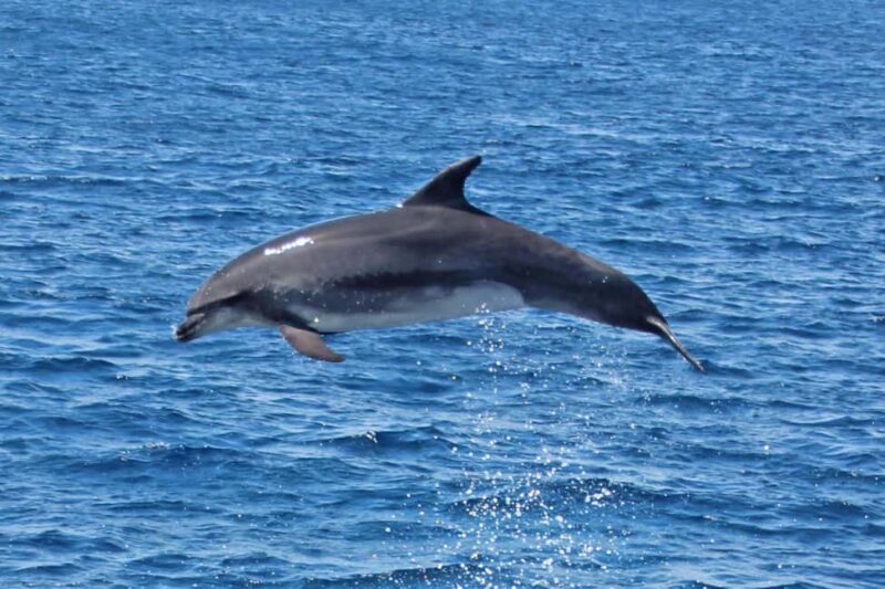 Bay of Gibraltar sail tour with huge ships, dolphin spotting, tapas & drinks - The Return Ride and Scenic Views of Gibraltar and Africa