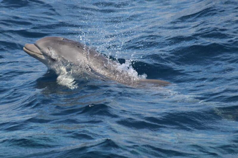 Bay of Gibraltar sail tour with huge ships, dolphin spotting, tapas & drinks - Accessibility and Suitability Considerations