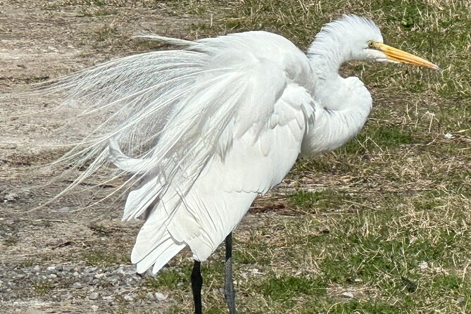 Bay Saint Louis Discovery Boat Tour - Key Points