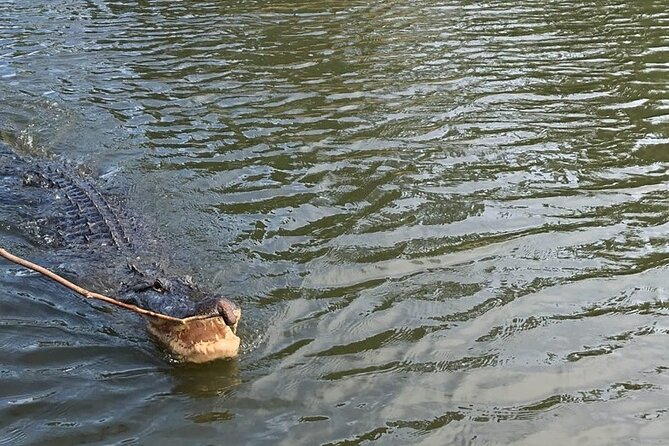 Bay Saint Louis Discovery Boat Tour - What to Expect During the 1-Hour Boat Journey