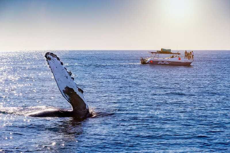Bay trip and the Arch of Cabo San Lucas - Visiting Popular Beaches: El Médano and the Surroundings