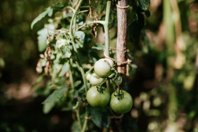 Bazna: Saxon Dinner in a rural house from the village - Exploring the House and Garden